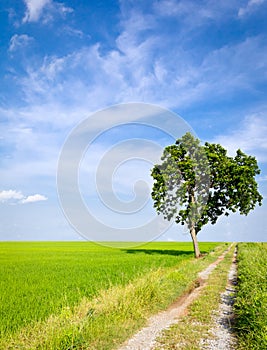 Clay road in paddy field