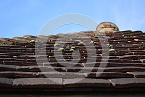 Clay roof tiles.