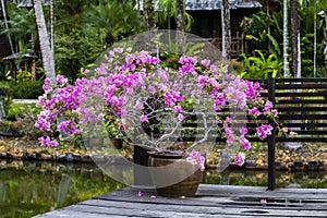 Clay vase with pink flowers in tropical garden next to the lake. Thailand