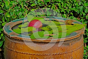 A clay water vessel, with floating water-lilies, and a shocking pink Thai fruit.