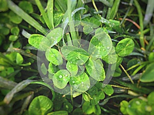 Claytonia perfoliata, is a flowering plant in the Montiaceae family. It is a fleshy, herbaceous