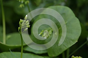 Claytonia perfoliata, or miner\'s lettuce, close up.