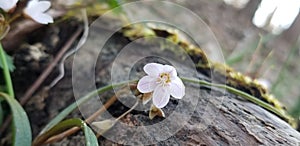 Claytonia virginica