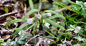 Claytonia virginica, the Virginia spring beauty Sugar Run Pennsylvania photo