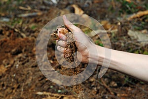 Cleacutting Forest photo