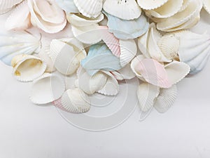 Clean Bright Colorful Elegant Beautiful Artistic Natural Seashells Set for Home Interior and Outdoor Decorative Elements 06