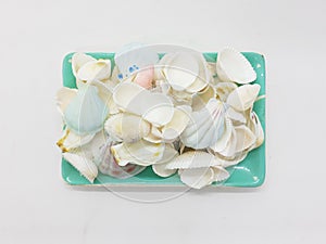 Clean Bright Colorful Elegant Beautiful Artistic Natural Seashells Set for Home Interior and Outdoor Decorative Elements 08