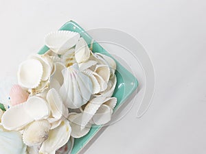 Clean Bright Colorful Elegant Beautiful Artistic Natural Seashells Set for Home Interior and Outdoor Decorative Elements 10