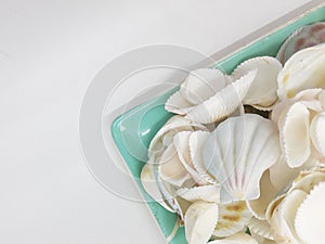 Clean Bright Colorful Elegant Beautiful Artistic Natural Seashells Set for Home Interior and Outdoor Decorative Elements 11