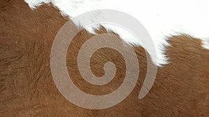 Clean brown and white coat of hair on a cow, leather selection for fabric textile fashion industry, Texture background