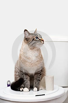 Clean cat sitting on the toilet lid next to toilet paper