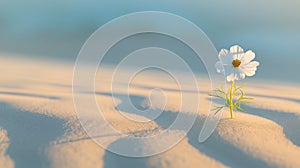 a clean composition depicting a single, vibrantly colored flower blooming amidst a vast expanse desert sand