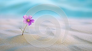 a clean composition depicting a single, vibrantly colored flower blooming amidst a vast expanse desert sand