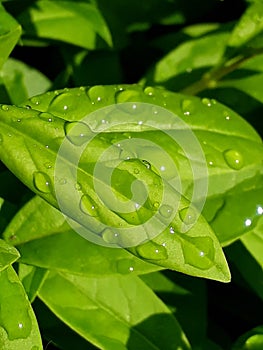 Clean dew drops on fresh green leaves