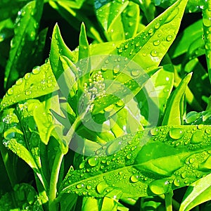 Clean dew drops on fresh green leaves