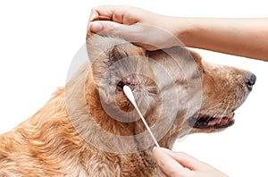 Clean dog`s ear