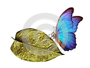 Clean environment concept. pure nature. blue morpho butterfly sitting on a golden leaf in water drops.