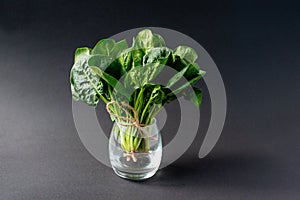 Clean food concept. Bunch of leaves of fresh organic spinach greens in a glass on a black background. Healthy detox spring-summer