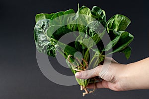 Clean food concept. Bunch of leaves of fresh organic spinach greens in hand on a black background. Healthy detox spring-summer