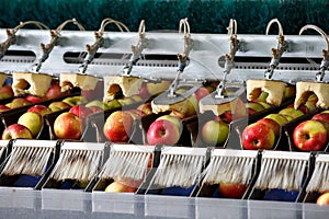 Clean and fresh apples on conveyor belt photo
