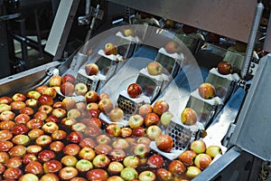 Clean and fresh apples before grating and cutting in food processing facility