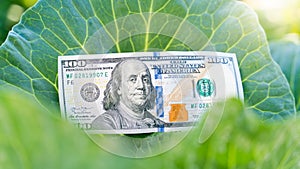 Clean fresh banknote of one hundred us dollars on a large leaf of a growing white cabbage close-up