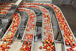 Clean and fresh gala apples on a conveyor belt in a fruit packaging warehouse