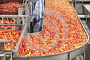 Clean and fresh gala apples on a conveyor belt in a fruit packaging warehouse