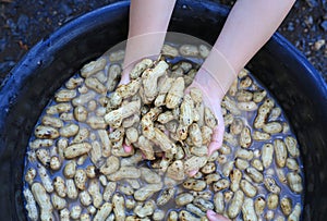 Clean fresh peanuts in water after harvest