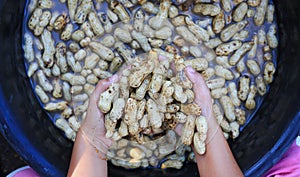 Clean fresh peanuts in water after harvest