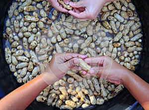 Clean fresh peanuts in water after harvest