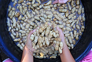 Clean fresh peanuts in water after harvest