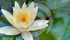 Clean ideal white or yellow nymphaea or water lily flower macro shot and green leafs in water of garden pond