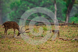 A clean image of Indian Jackal, Canis aureus and spotted deer encounter