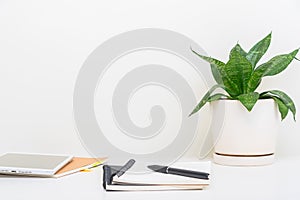 clean image of a large leaf house plant in a gray room on a white background