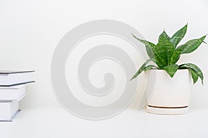 clean image of a large leaf house plant in a gray room on a white background