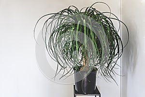 Clean interior with stand and ponytail palm plant on empty white wall background for text