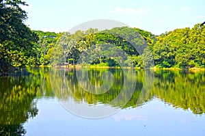 Clean lake in green spring summer forest