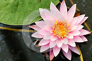 Clean lotus or Nymphaea Pink ribbon