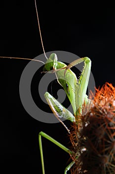 Clean the mantis forelimbs