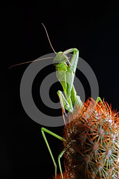 Clean the mantis forelimbs