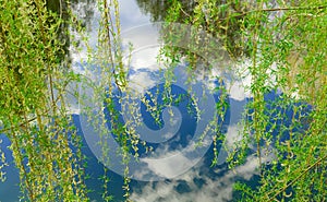 Clean nature forest lake and vivid green foliage above calm water surface with reflection from the sky May spring time concept