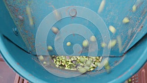 Clean olives falling from defoliator into a box