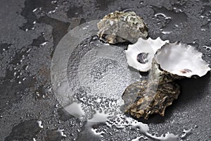 Clean oysters shells on the wet grey stone surface.Free space for design