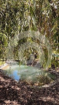 a clean pond near a willow tree on a summer day