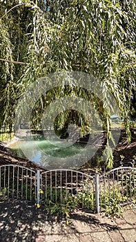 a clean pond near a willow tree on a summer day