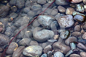 Clean rivers flow down from mountains, rapids and bar gravels