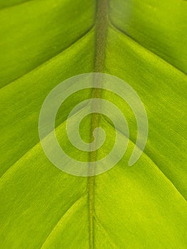 Clean shinny leaf detail texture and background
