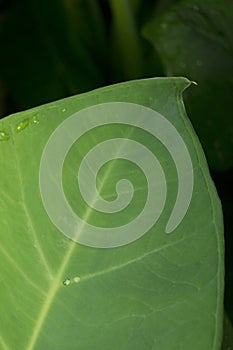 Clean shinny wet leaf detail texture and background