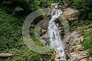 Clean source of water in the forest